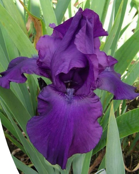 Iris germanica Night Owl6